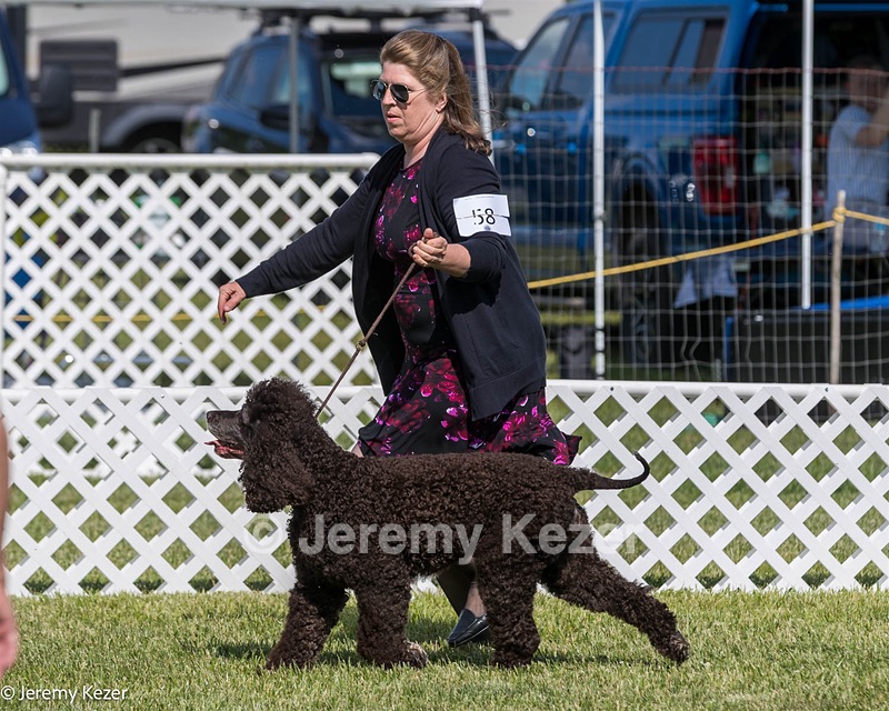 58 - GCH CH Flintcrest Firing Cupid's Arrow