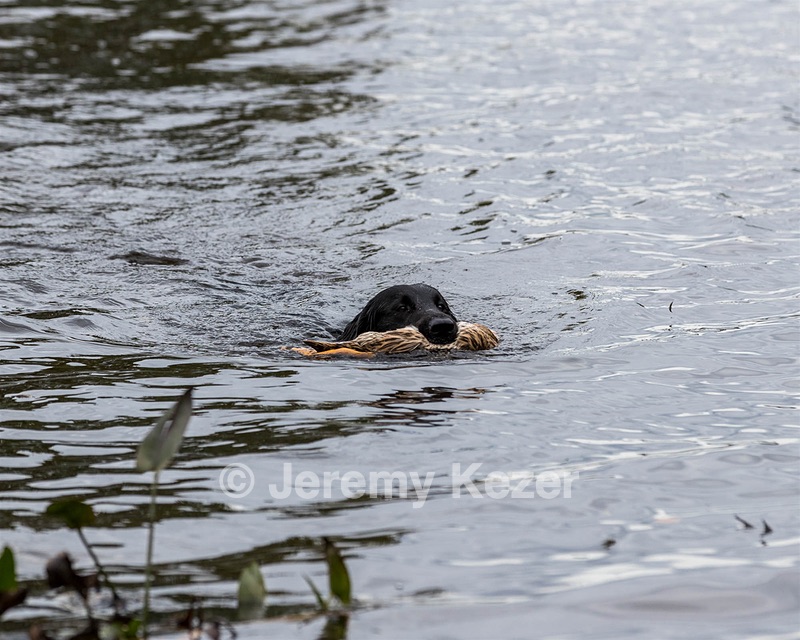 Otter Young