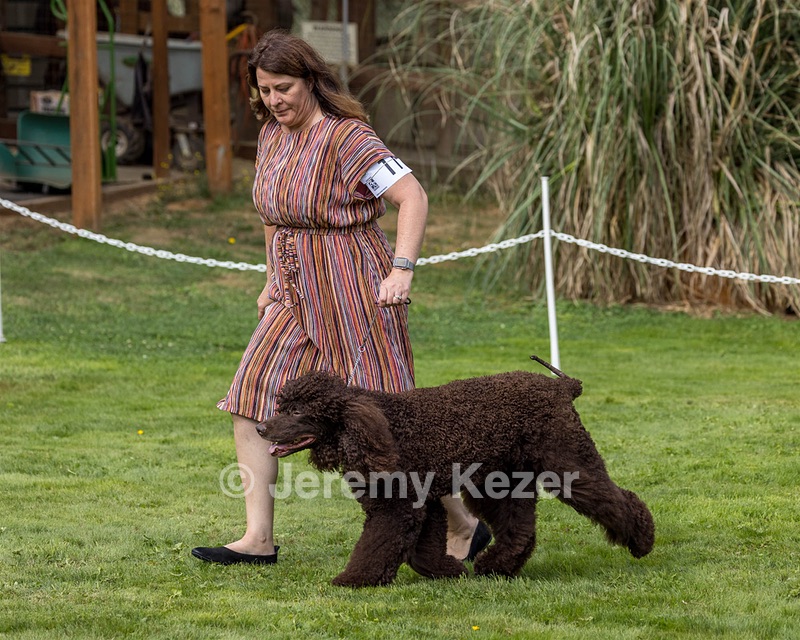 11 - GCH CH BREKKON'S FIRST MARK BN RN CGC TKN (Hunny)