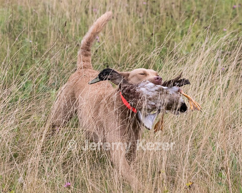 Spice Reed