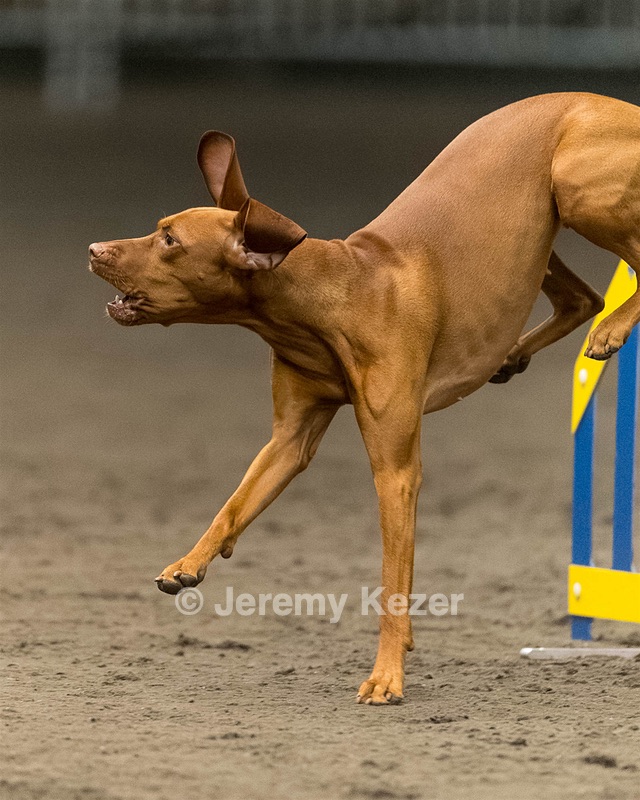 Bright Allard