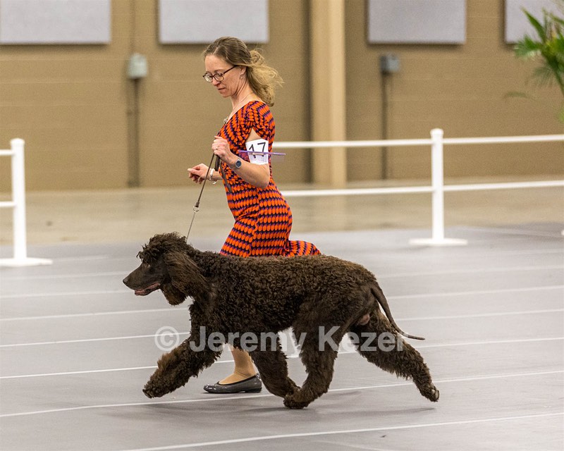 17 - Ballyhoo’s V Finnegan Mcneill BN FDC CA BCAT DS DJ CGCA TKN VHMA JH JHU WD