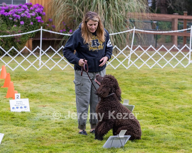2204 - GCH CH BREKKON'S FIRST MARK CGC