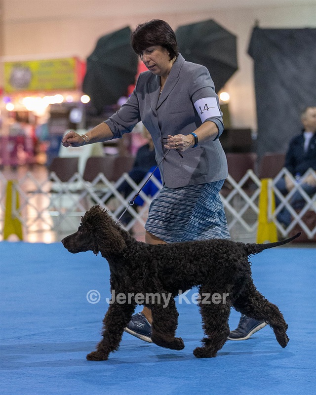 14 - Chantico's Super G O'Muddy Waters (Ghillie)