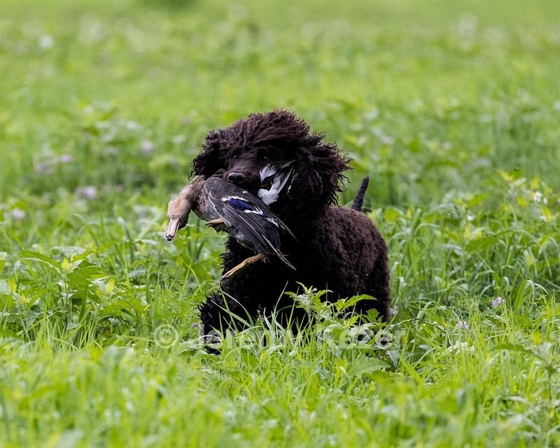 Ghillie Kezer