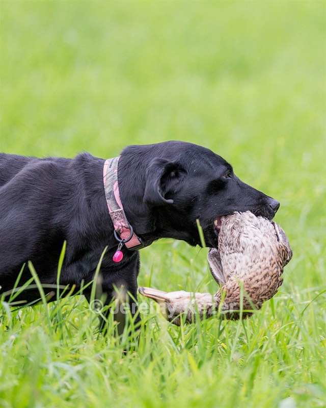 20170603-SHRL-1216.jpg