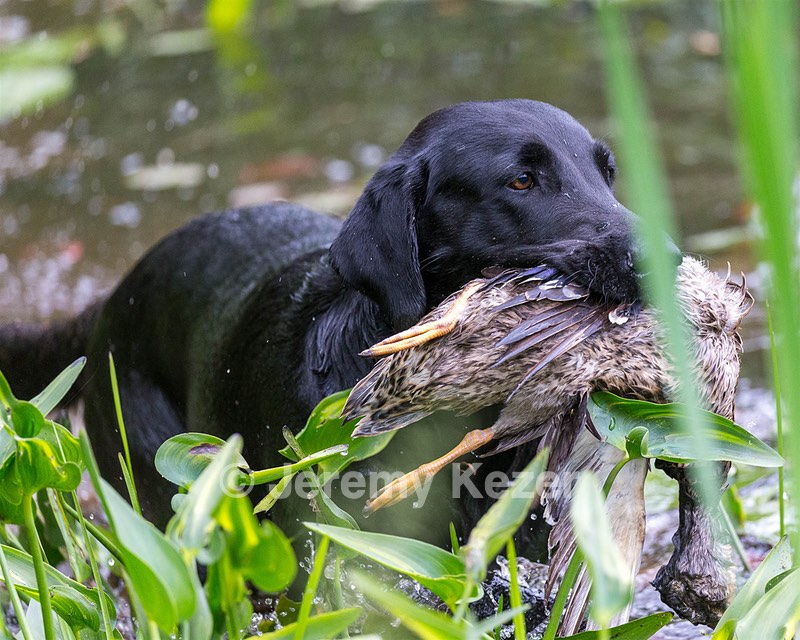 Ranger Schuko