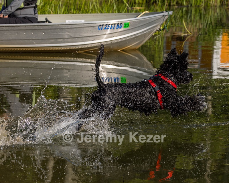 Nova Cox