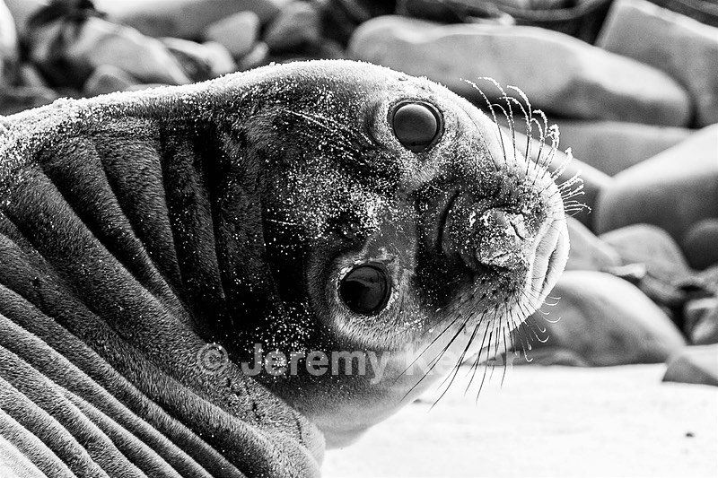Southern Elephant Seals, Sea Lion Island, The Falklands