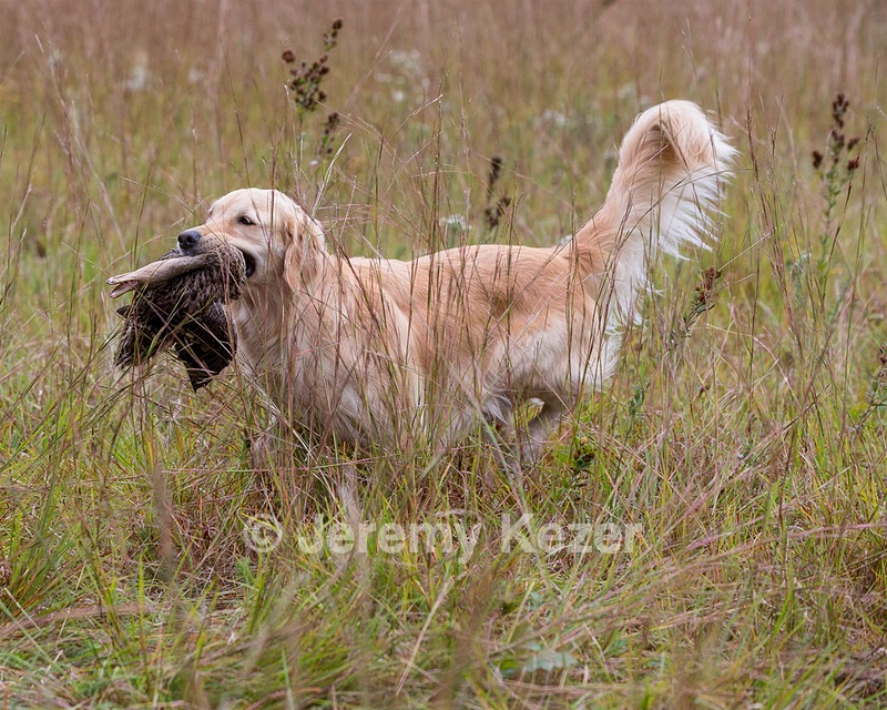 Sedge Houston