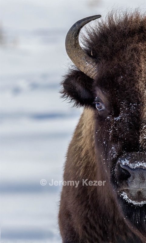 Bison, Yellowstone National Park