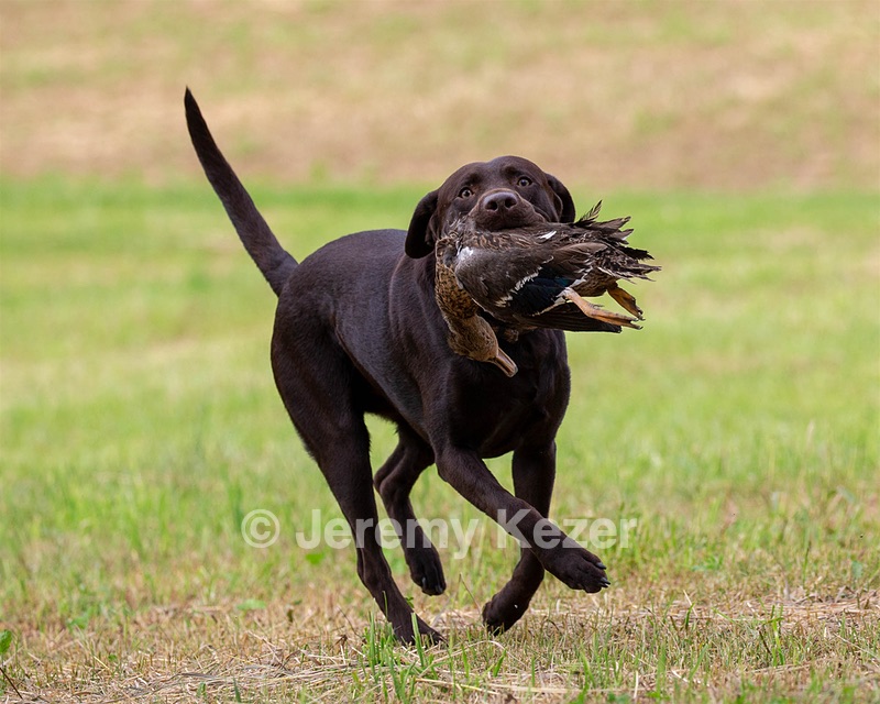 Tucker