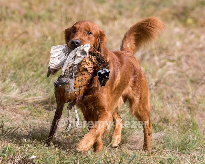 Tracker