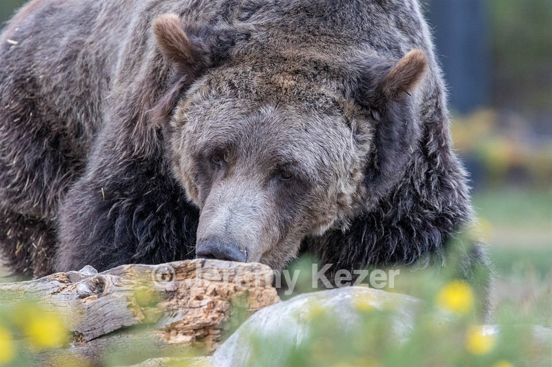 Grizzly & Wolf Discovery Center, West Yellowstone