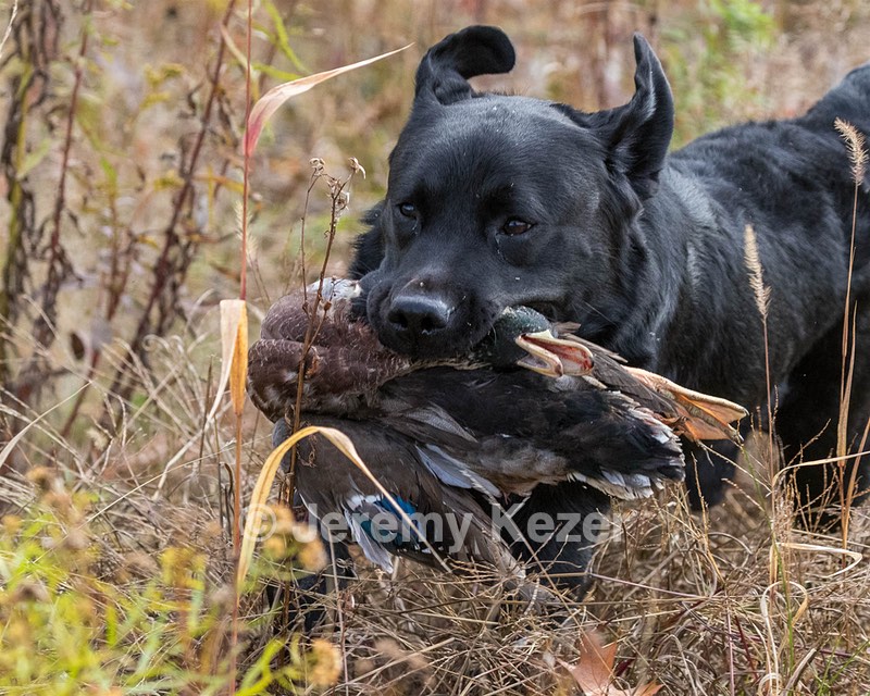 20191013-WCIL-0047.jpg