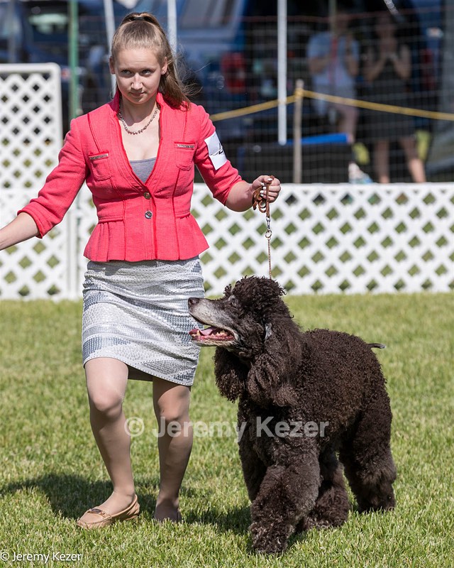 47 - GCH CH Poole's Ide Reversal Of Fortune