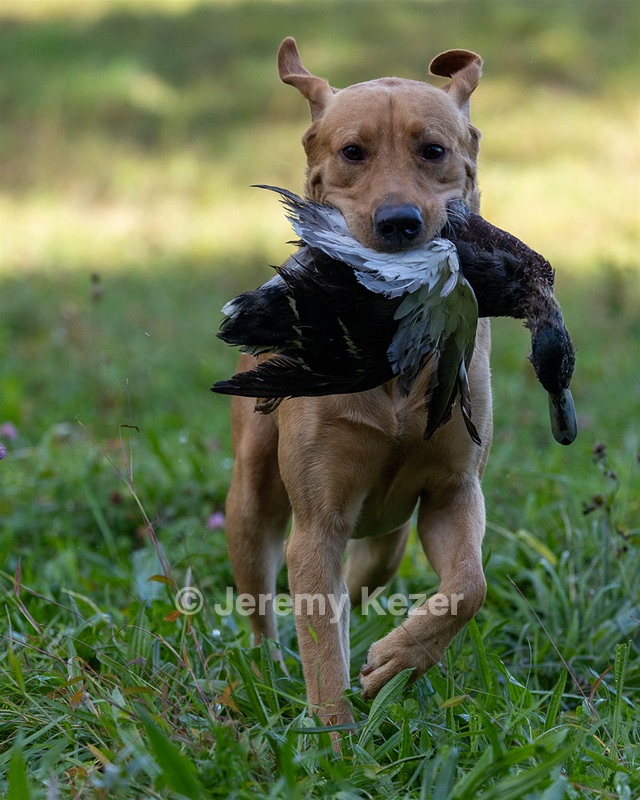 Seamus Firisin