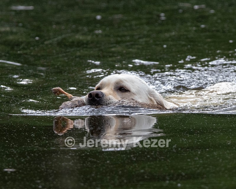 Sandy Cardello