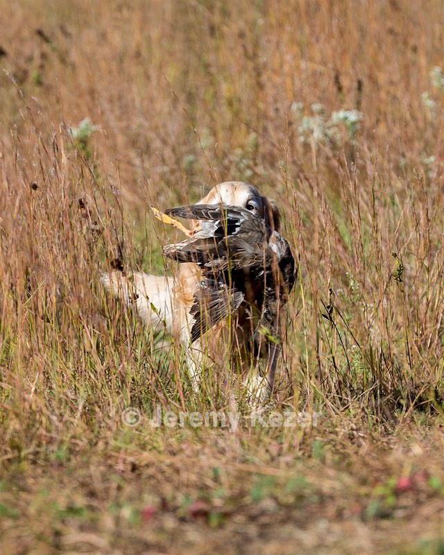 Ghillie Deresienska