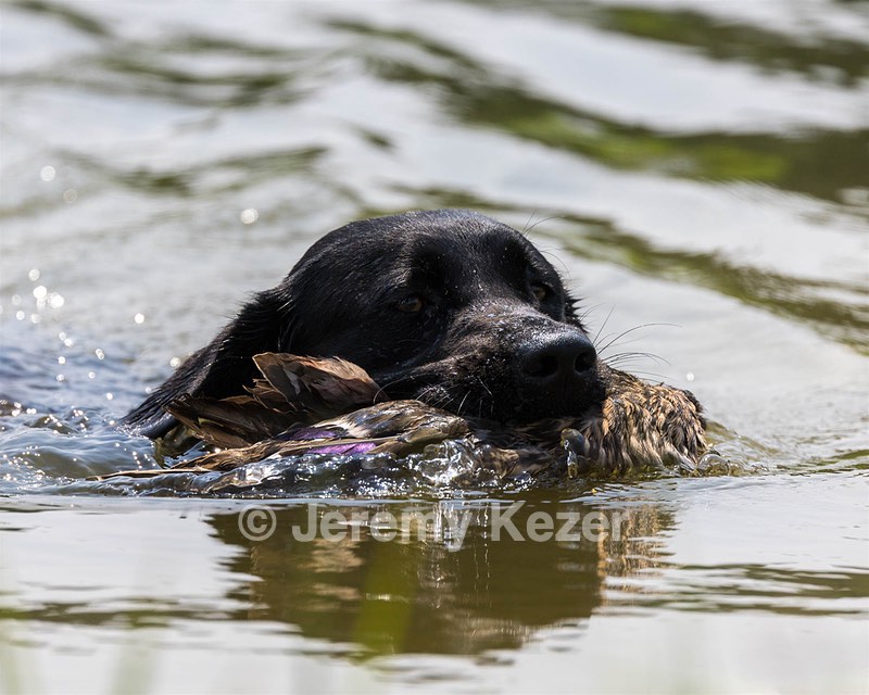 Minnow Lucarelli
