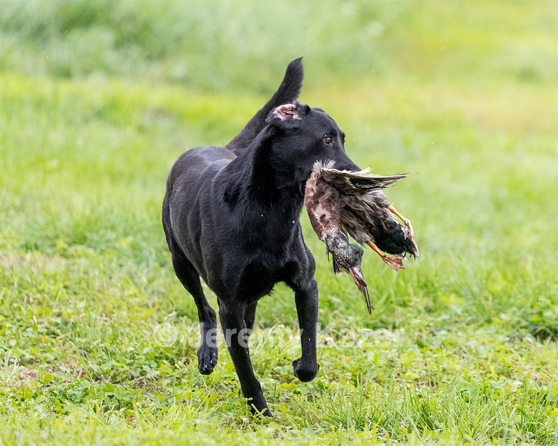 Cane Robichaud
