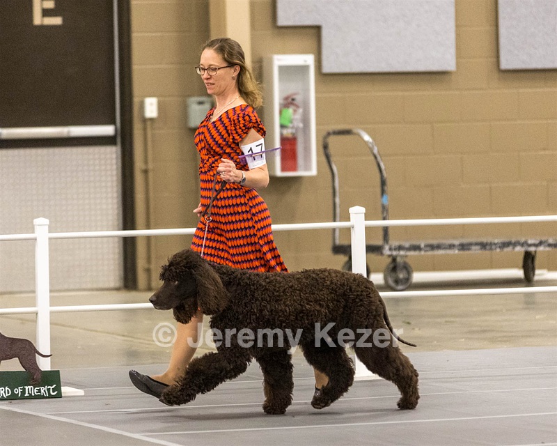 17 - Ballyhoo’s V Finnegan Mcneill BN FDC CA BCAT DS DJ CGCA TKN VHMA JH JHU WD