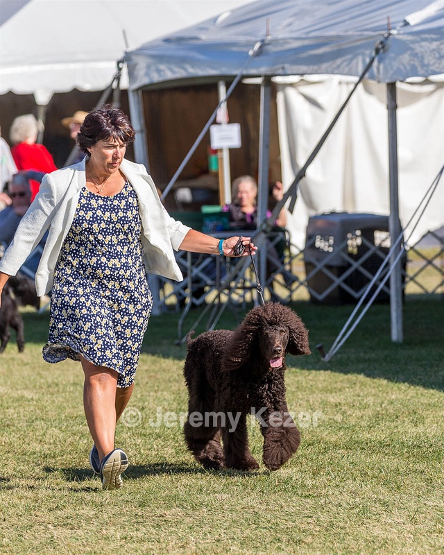 17 - GCH CHANTICO'S SHELTER FROM THE STORM RN XF MX CD RA AXJ (Reef)