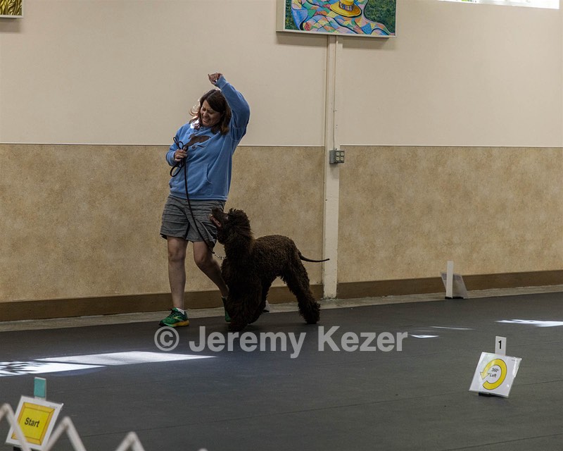 2304 - GCH CH BREKKON'S FIRST MARK BN RN CGC TKN (Hunny)