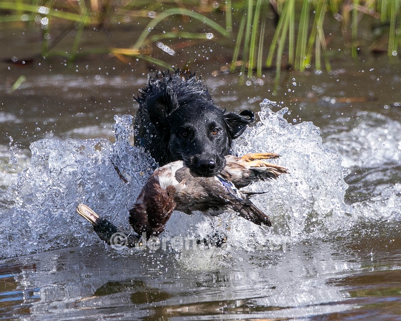 Hunter