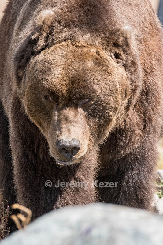 Grizzly & Wolf Discovery Center, West Yellowstone