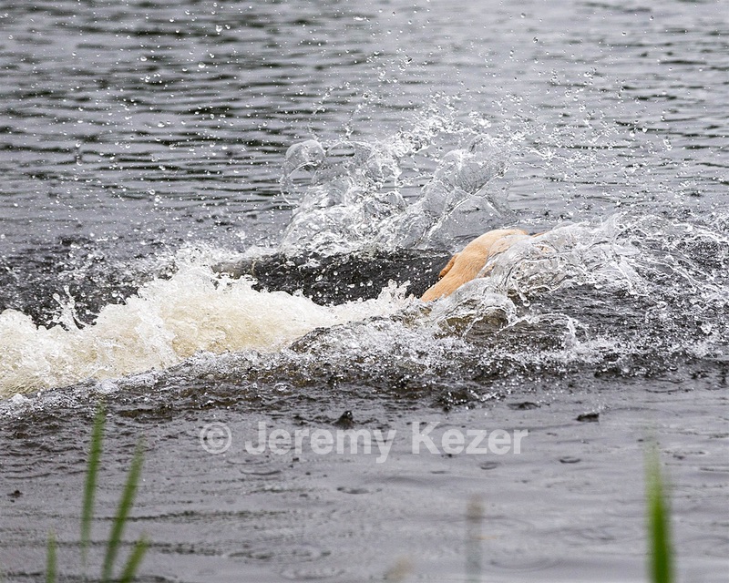 Goose