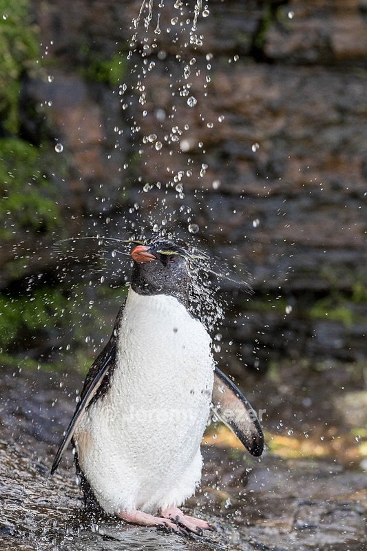 Rockhopper Penguin, Saunders Island, The Falklands