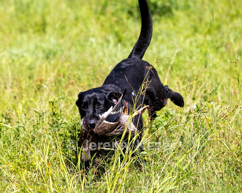 Mowgli