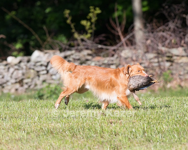 Noble