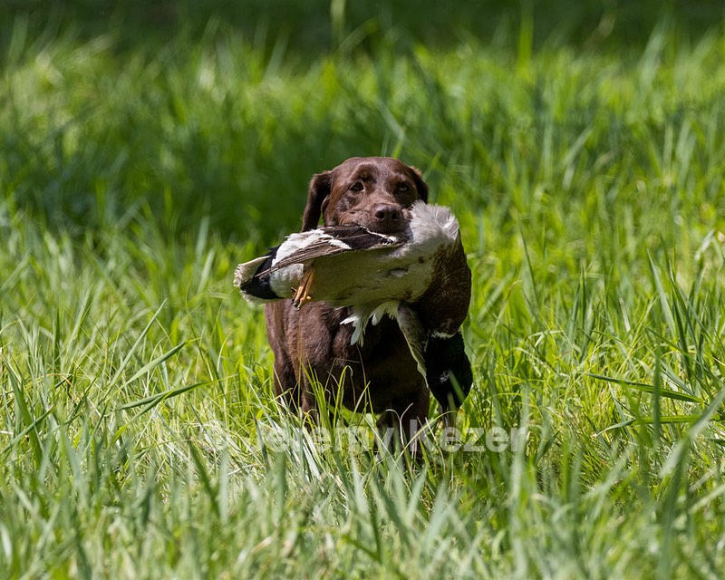 Hershey Mizak