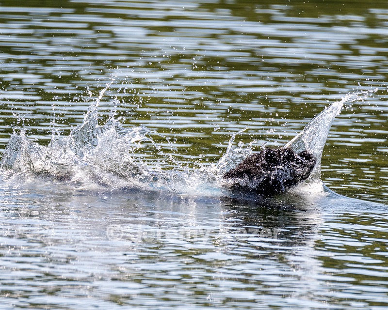 Boaty Bellicose