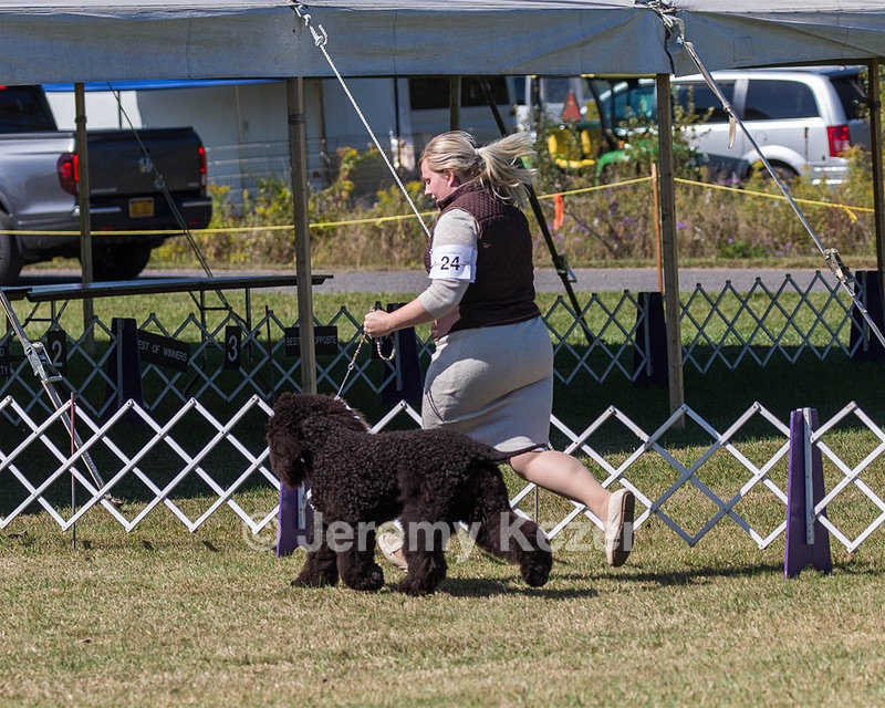 24 - GCH POOLE'S IDE SAY NO MORE CD RN CGC (Simone)