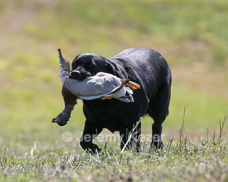 Peaches Abbott