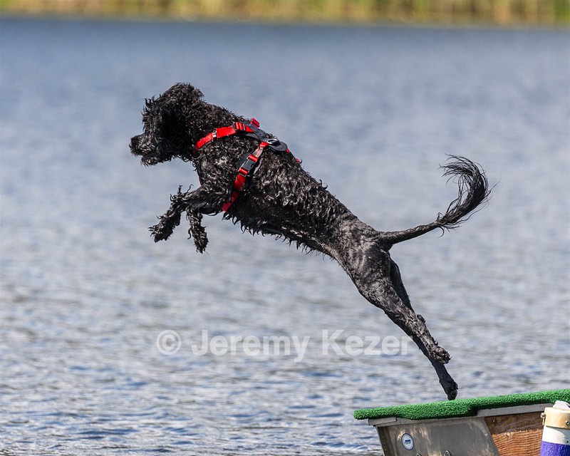 Finne