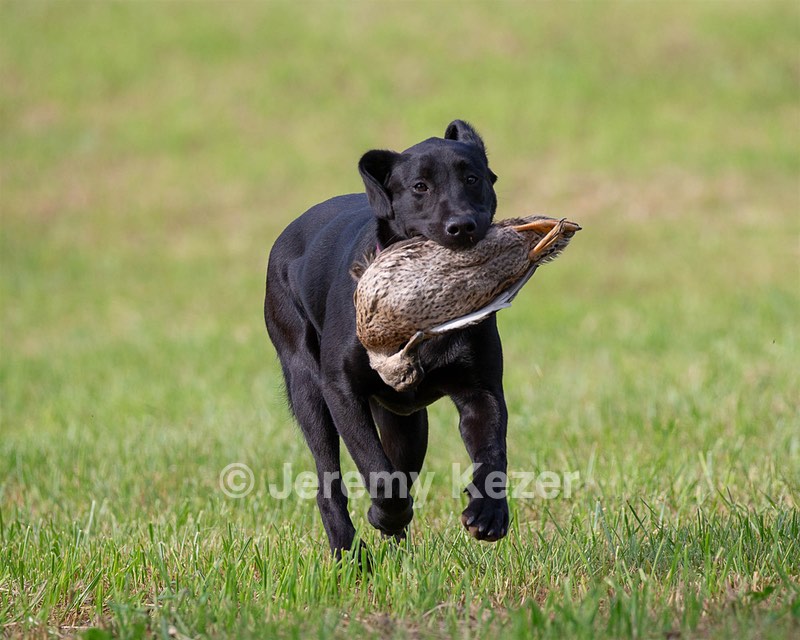 Sneak Carpenter
