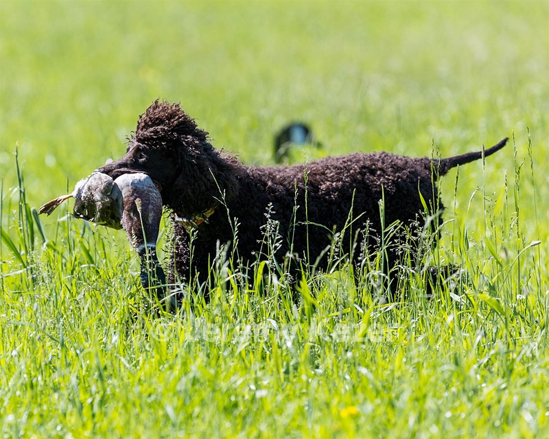 Ghillie Kezer