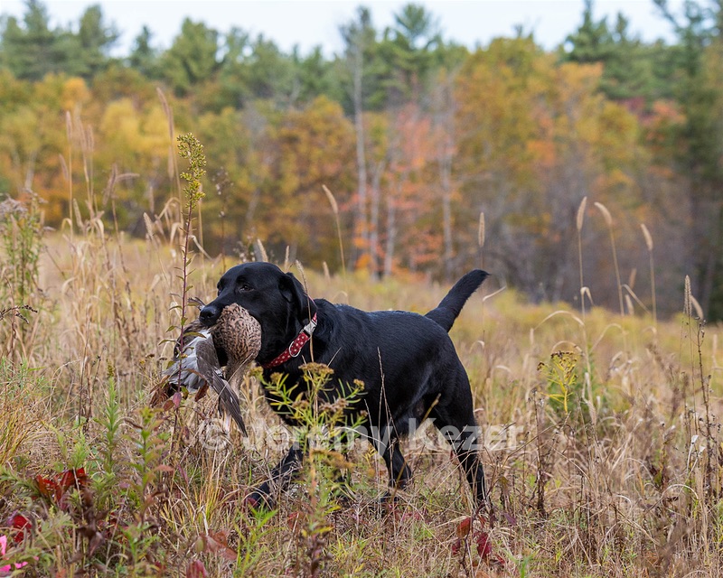 Shoreline's Dancing Girl (Sadie)