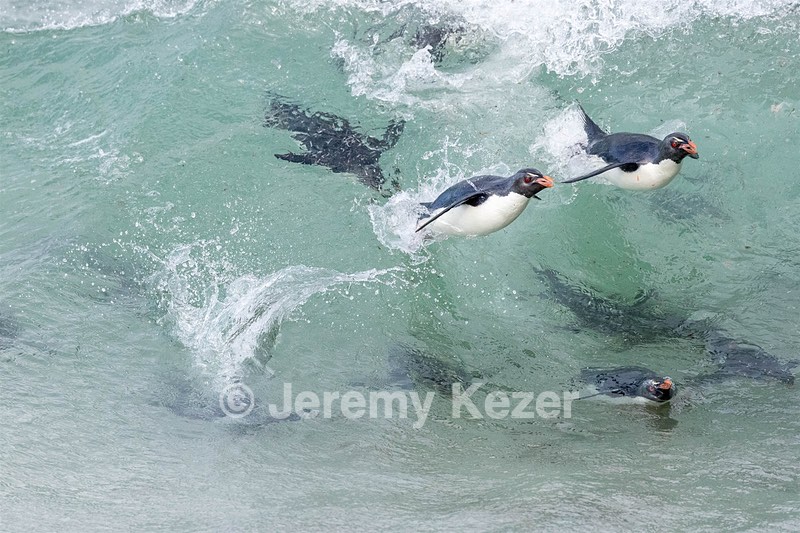 Rockhopper Penguins, Saunders Island, The Falklands