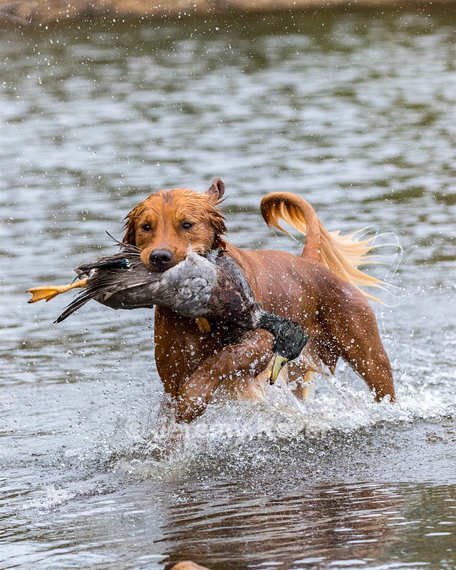 Huckleberry