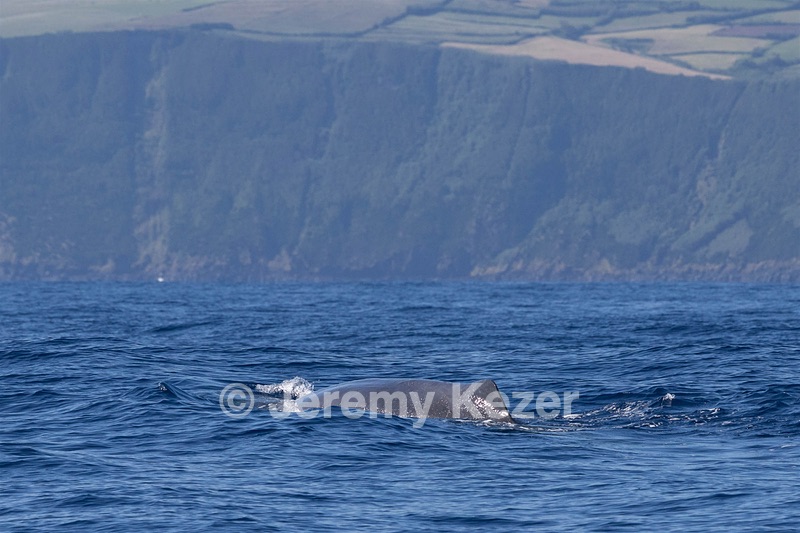 Sperm Whale
