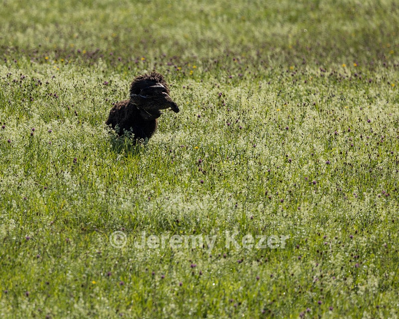Ghillie Kezer