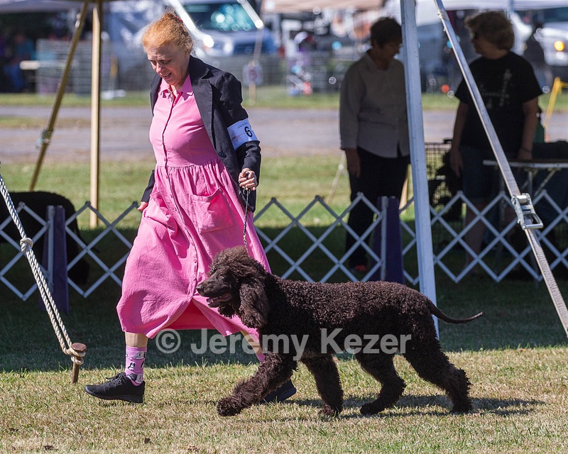 06 - CASTLEHILL'S WICKEDLY CUTE JOLENE CGCA TKP RAE B (Jolene)