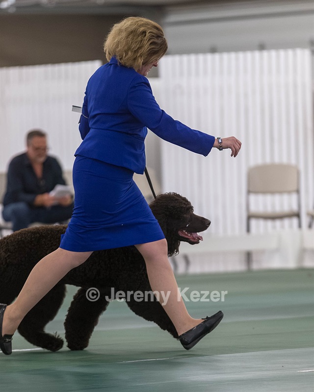 35 - GCHB CH FLINTCREST FULL MONTY (Jonny)