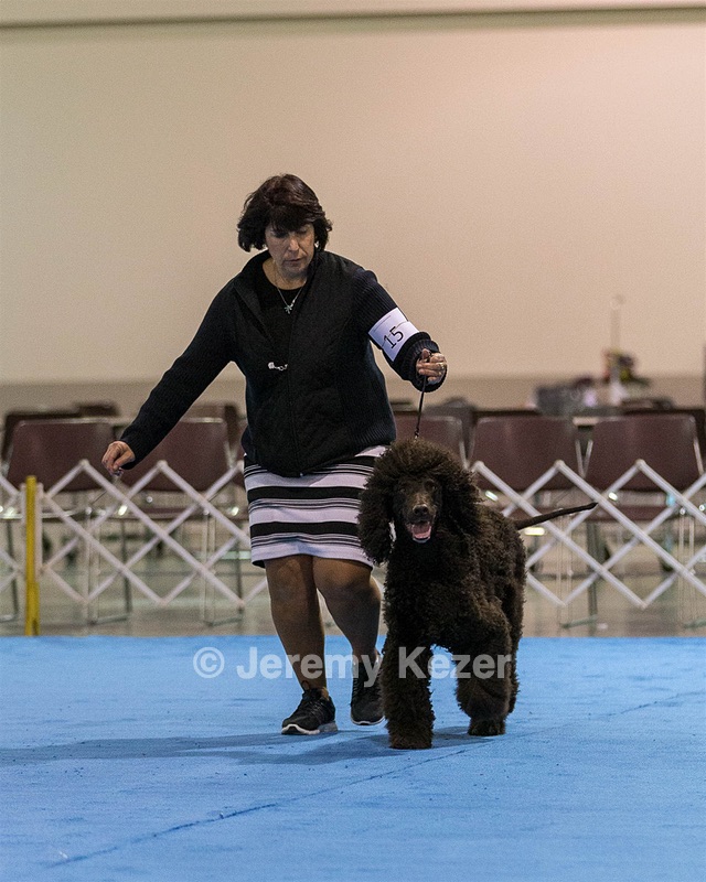 15 - GCH Am/Can CH Chantico's Shelter From the Storm Am/Can CD RN MX AJX OF DS (Reef)