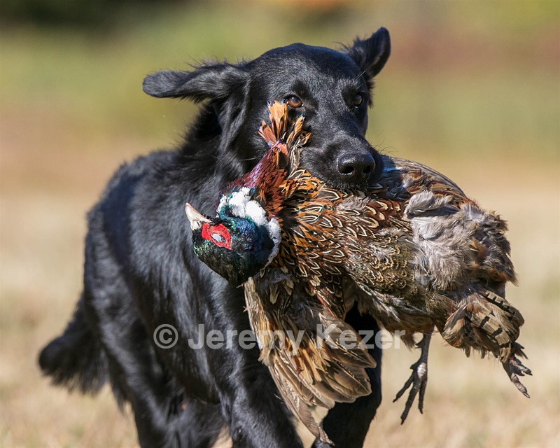 Hunter